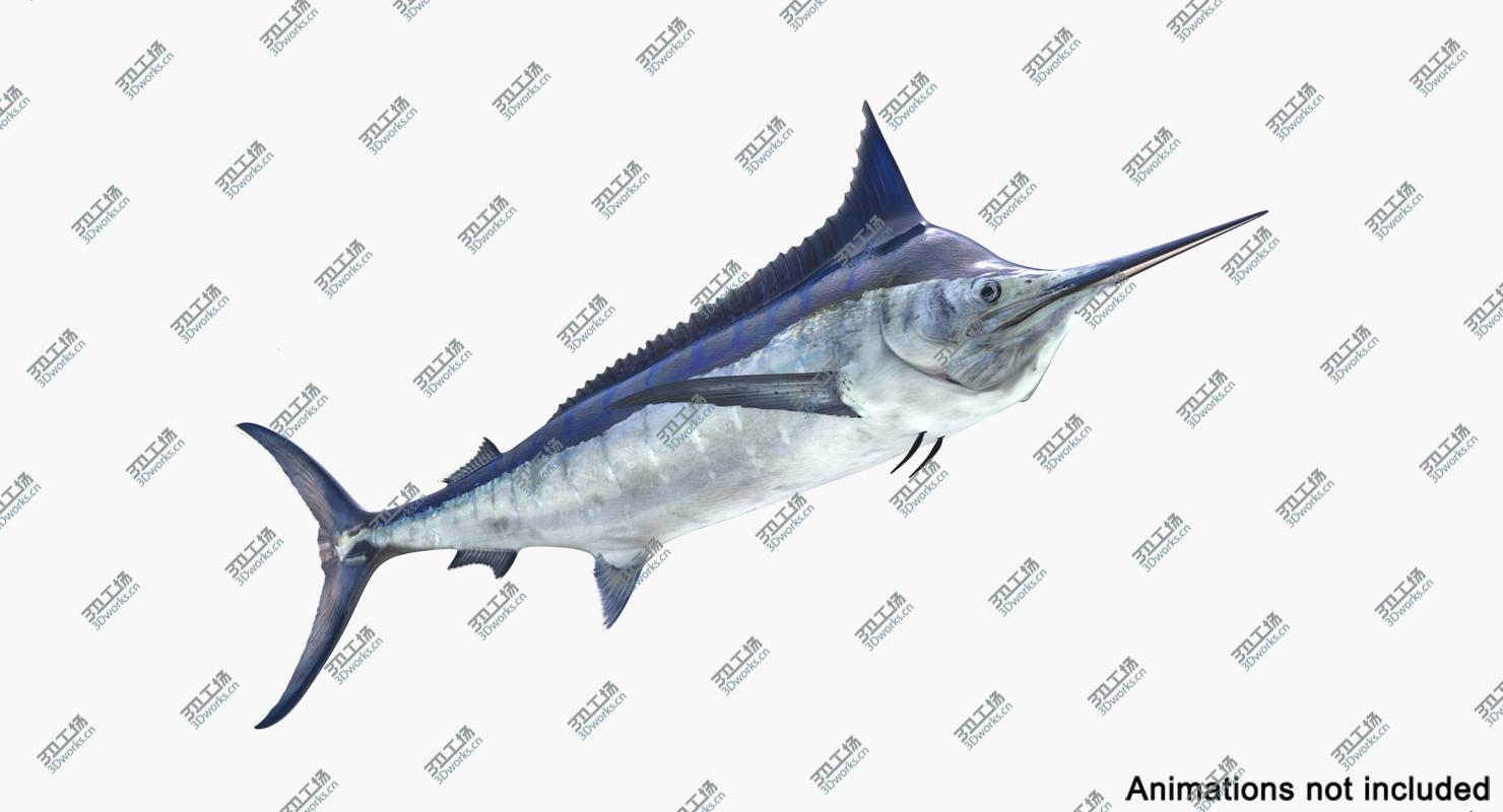images/goods_img/202105074/Blue Marlin Rigged for Maya/3.jpg